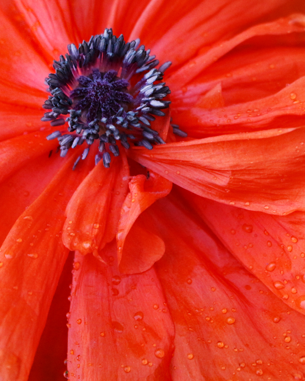 Poppy by William Latournes