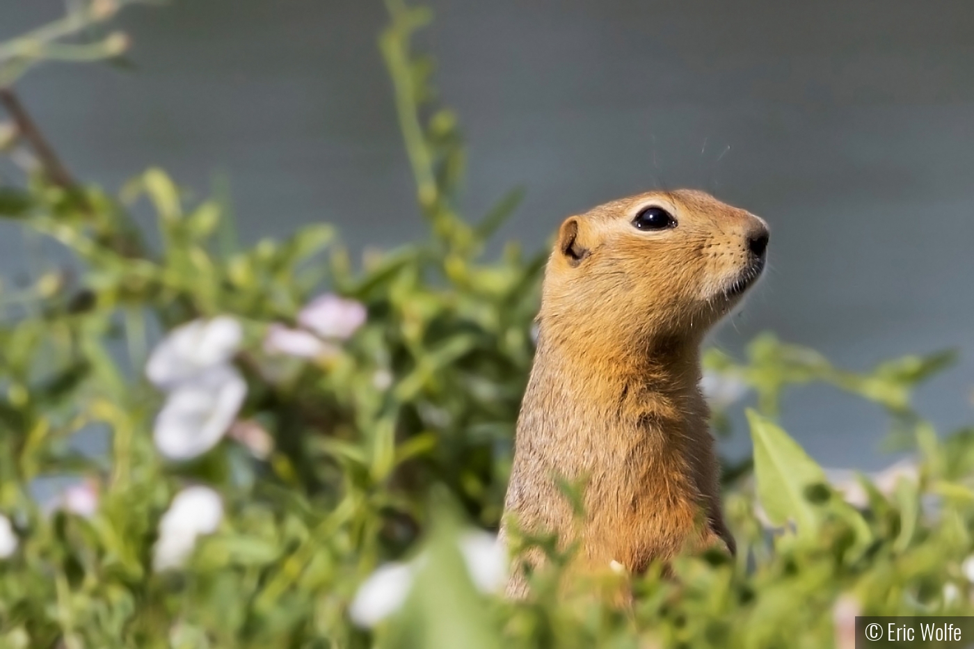 Prairie Dog Day by Eric Wolfe