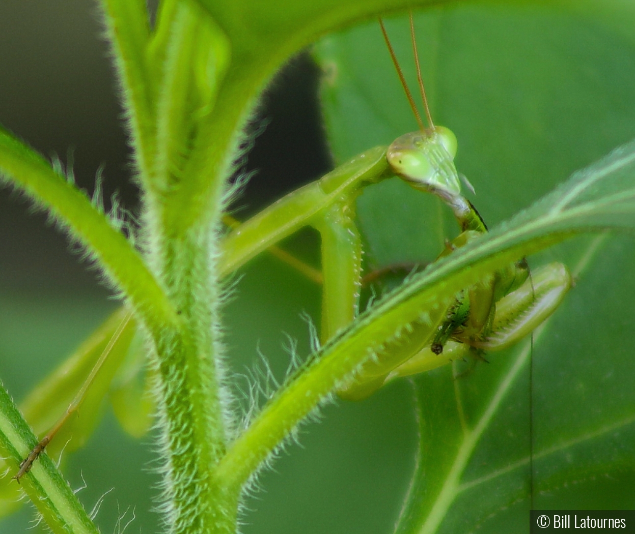 Praying Mantis Dinner by Bill Latournes