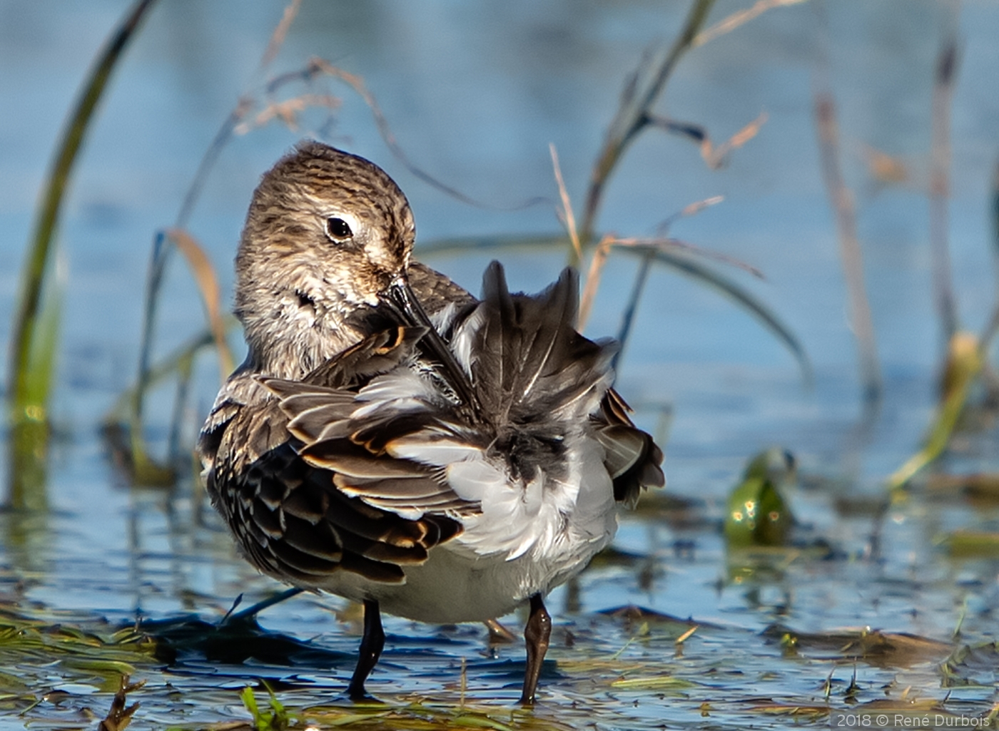 Preening Sanderling by René Durbois