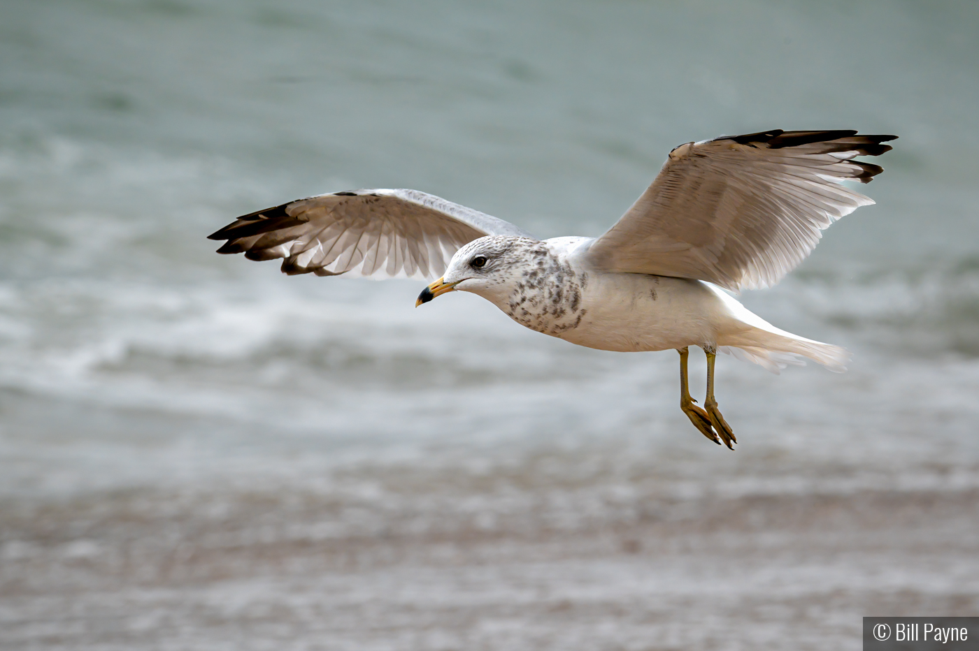 Prepare to Land by Bill Payne