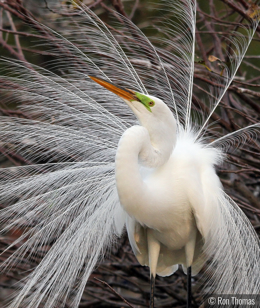 Pretty Boy by Ron Thomas