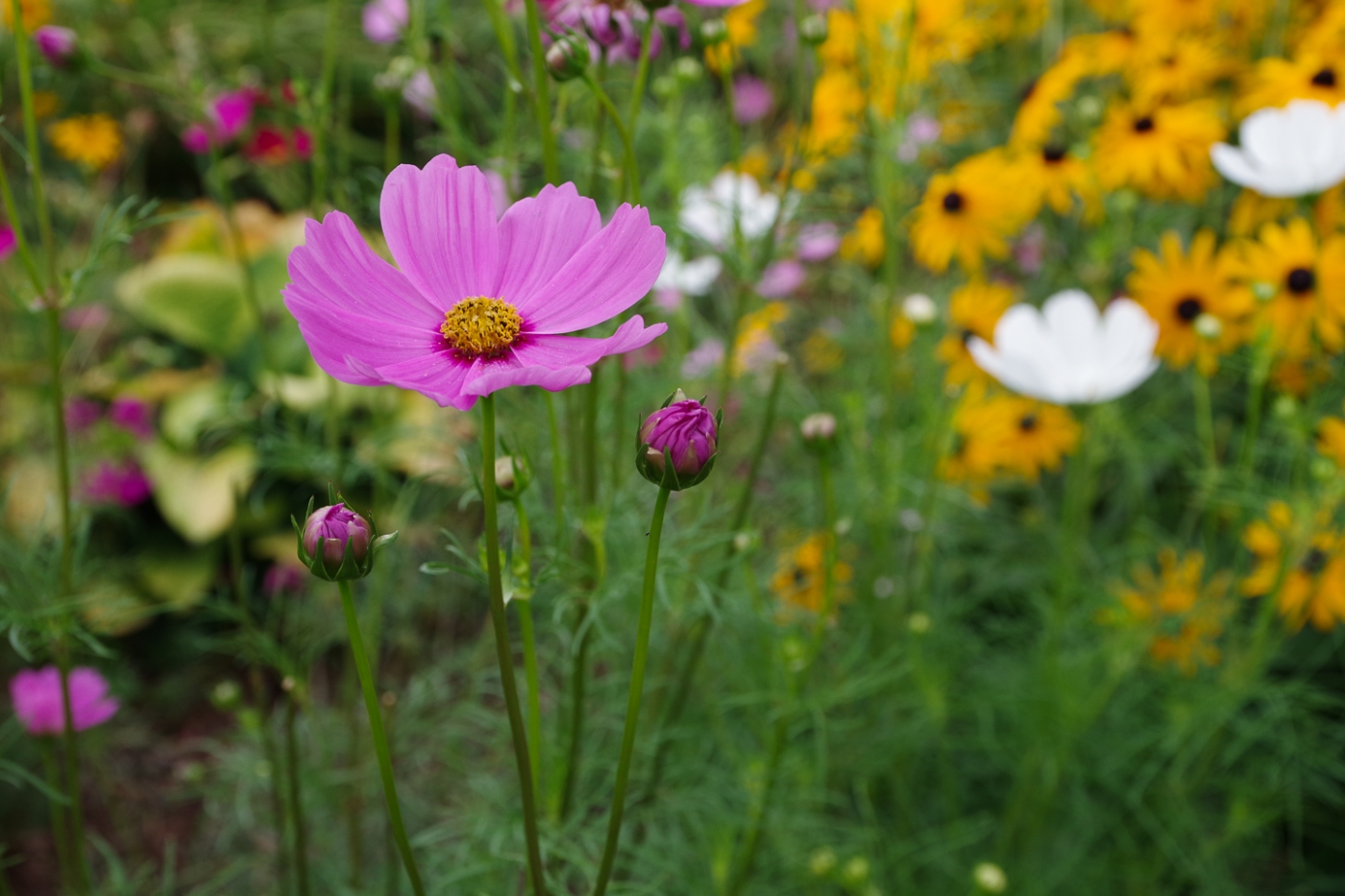 Pretty In Pink by Marylou Lavoie