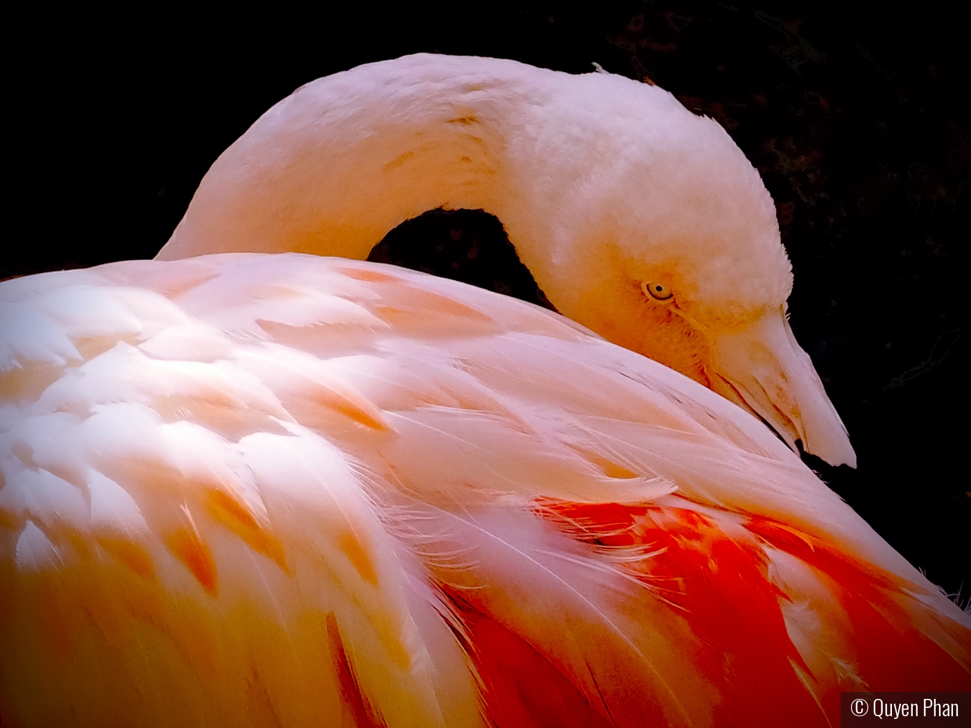 Pretty in Pink by Quyen Phan