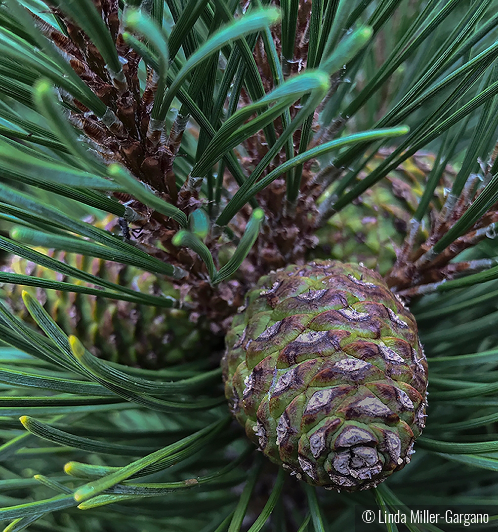 Pretty Pinecones by Linda Miller-Gargano