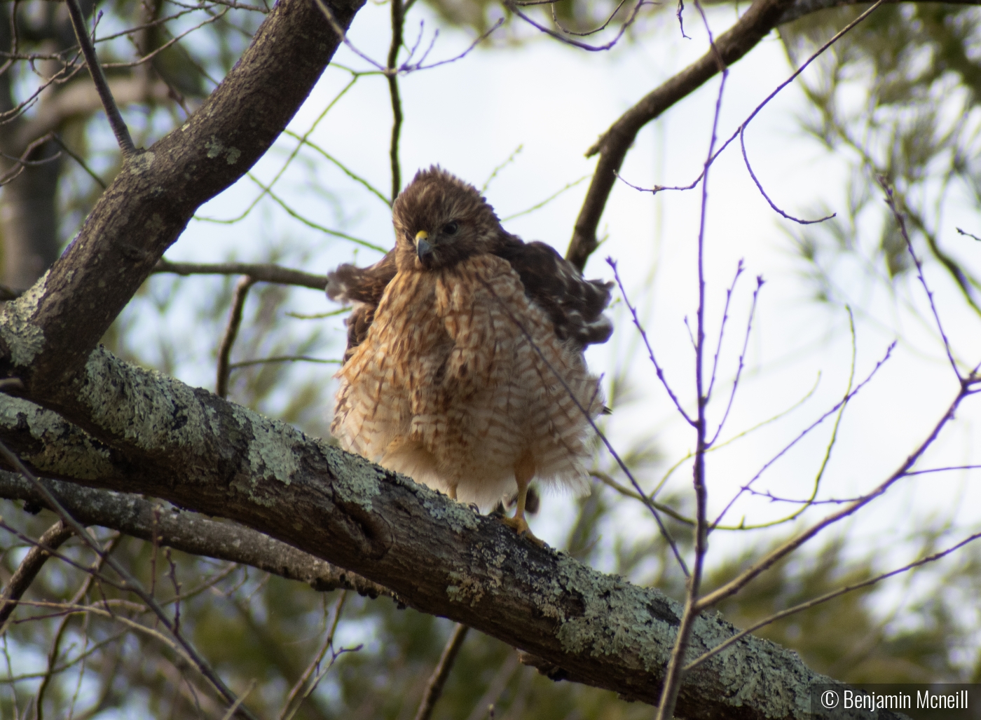 Puffed Out Hawk by Benjamin Mcneill