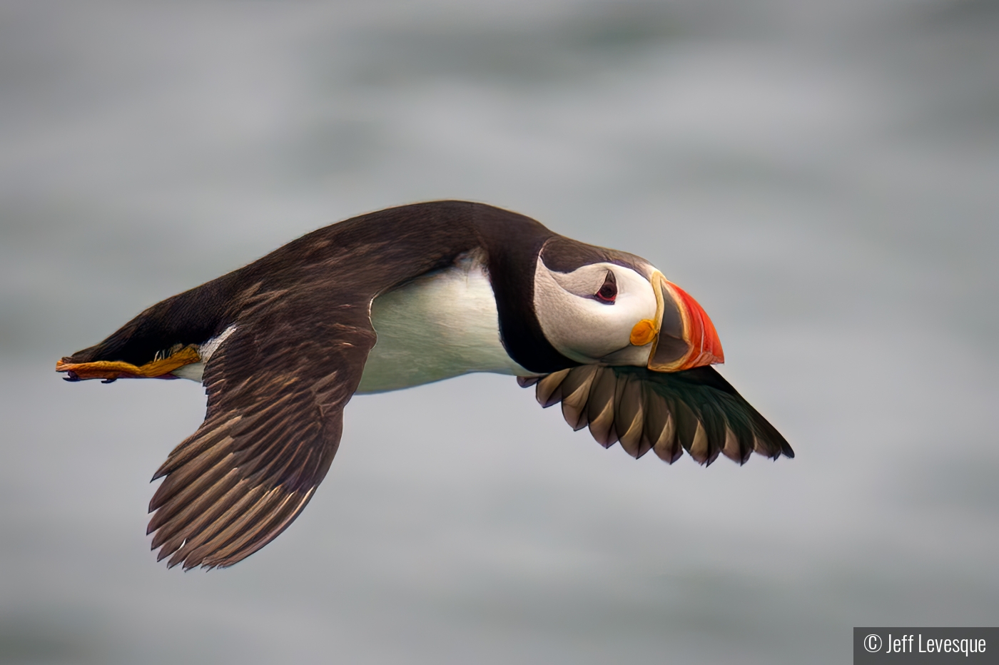 Puffin in flight by Jeff Levesque