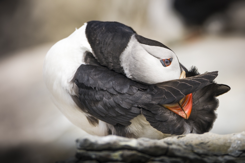 Puffin Preening at Nesting site by Danielle D’Ermo