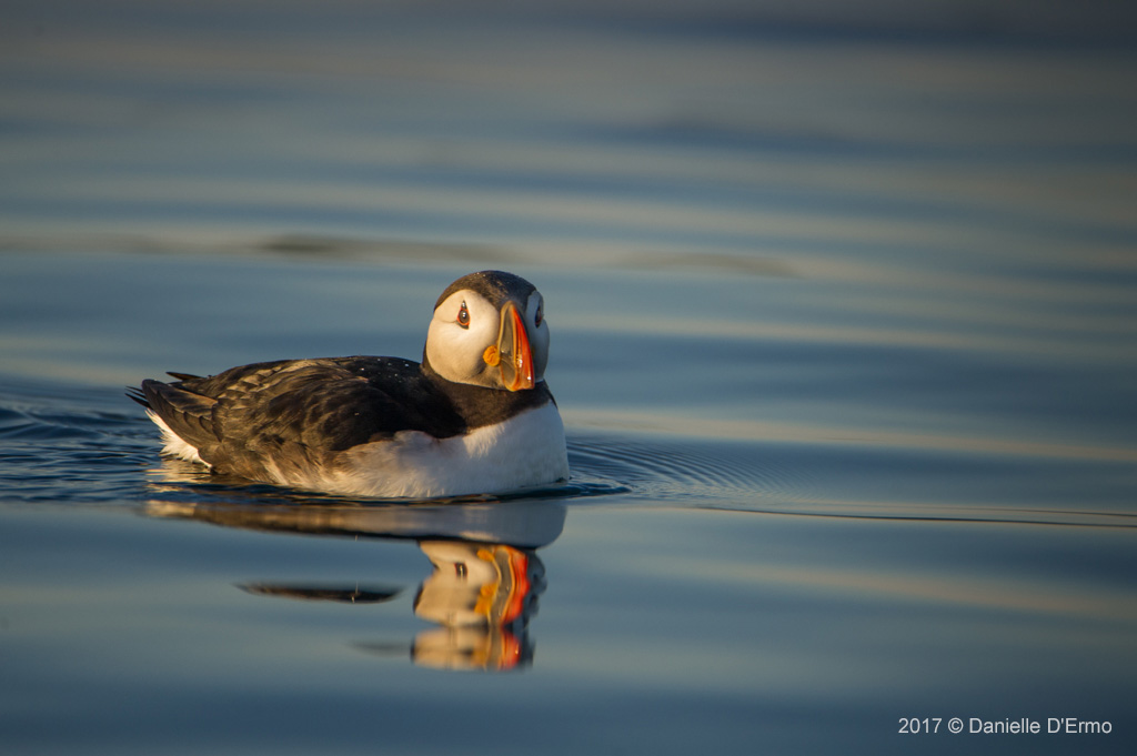 Puffin Reflected by Danielle D'Ermo