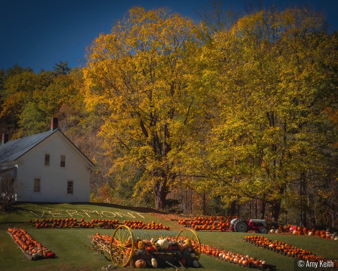 Pumpkin Picking in Autumn by Amy Keith