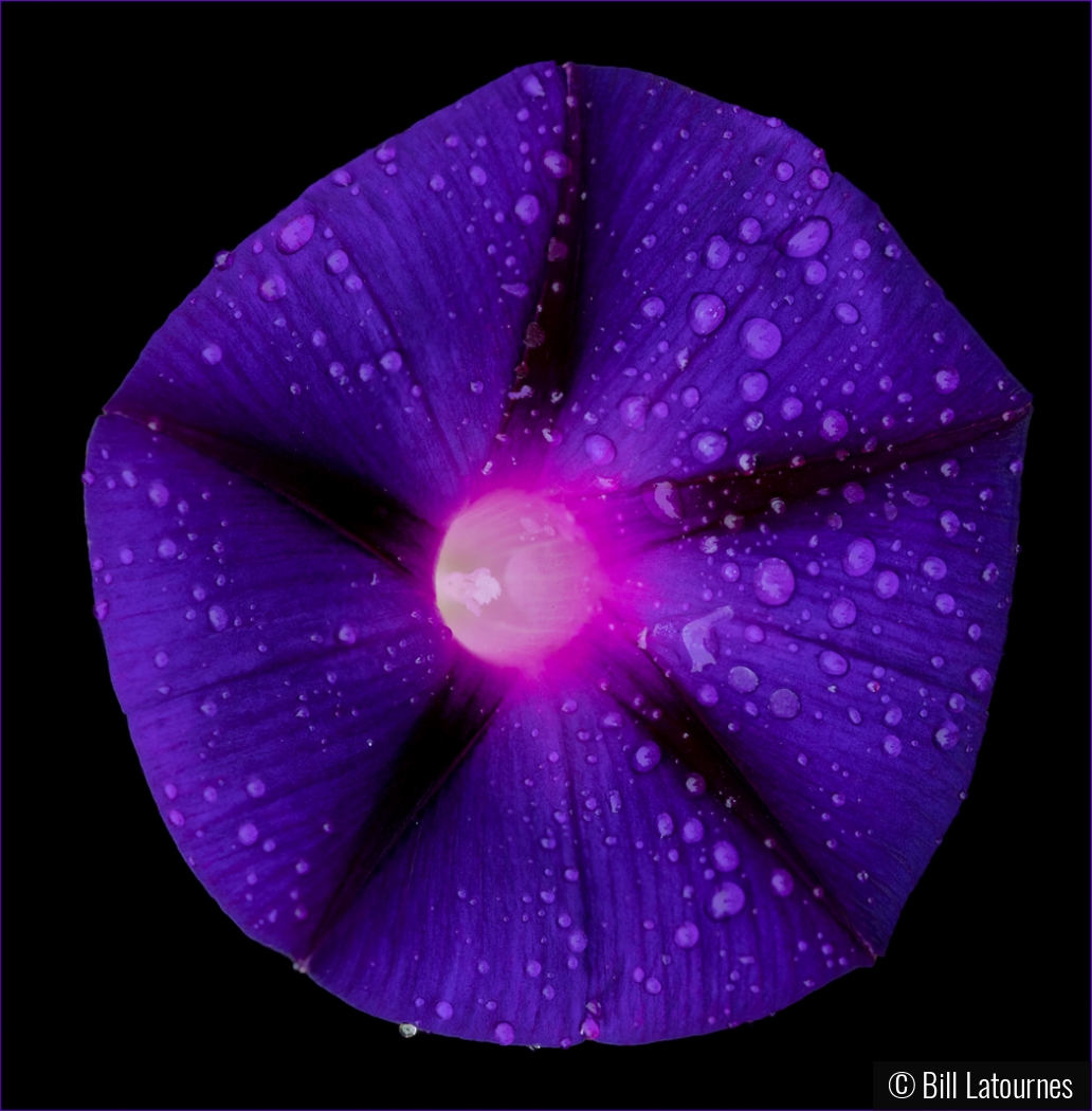 Purple Morning Glory by Bill Latournes