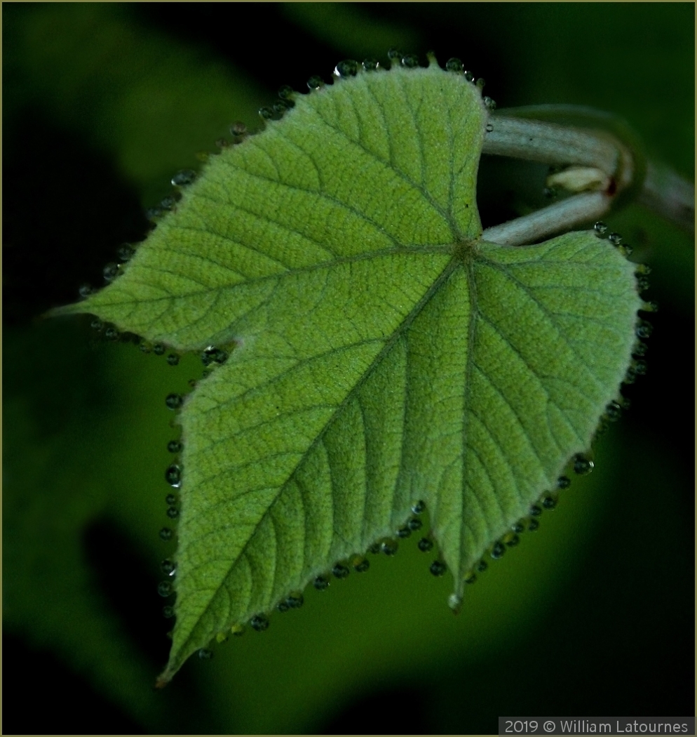 Raindrops On Leaf by William Latournes