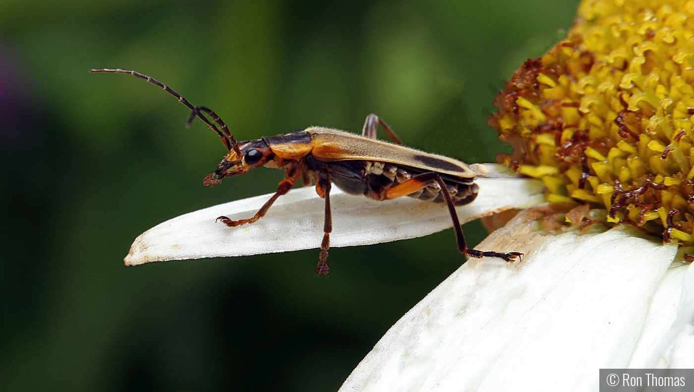 Ready for takeoff by Ron Thomas