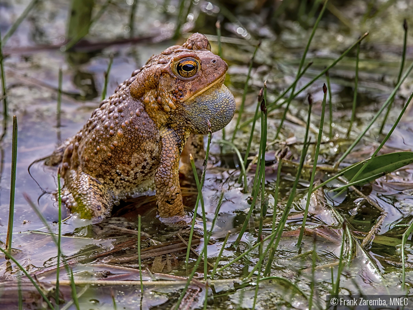 Ready to start croaking by Frank Zaremba, MNEC