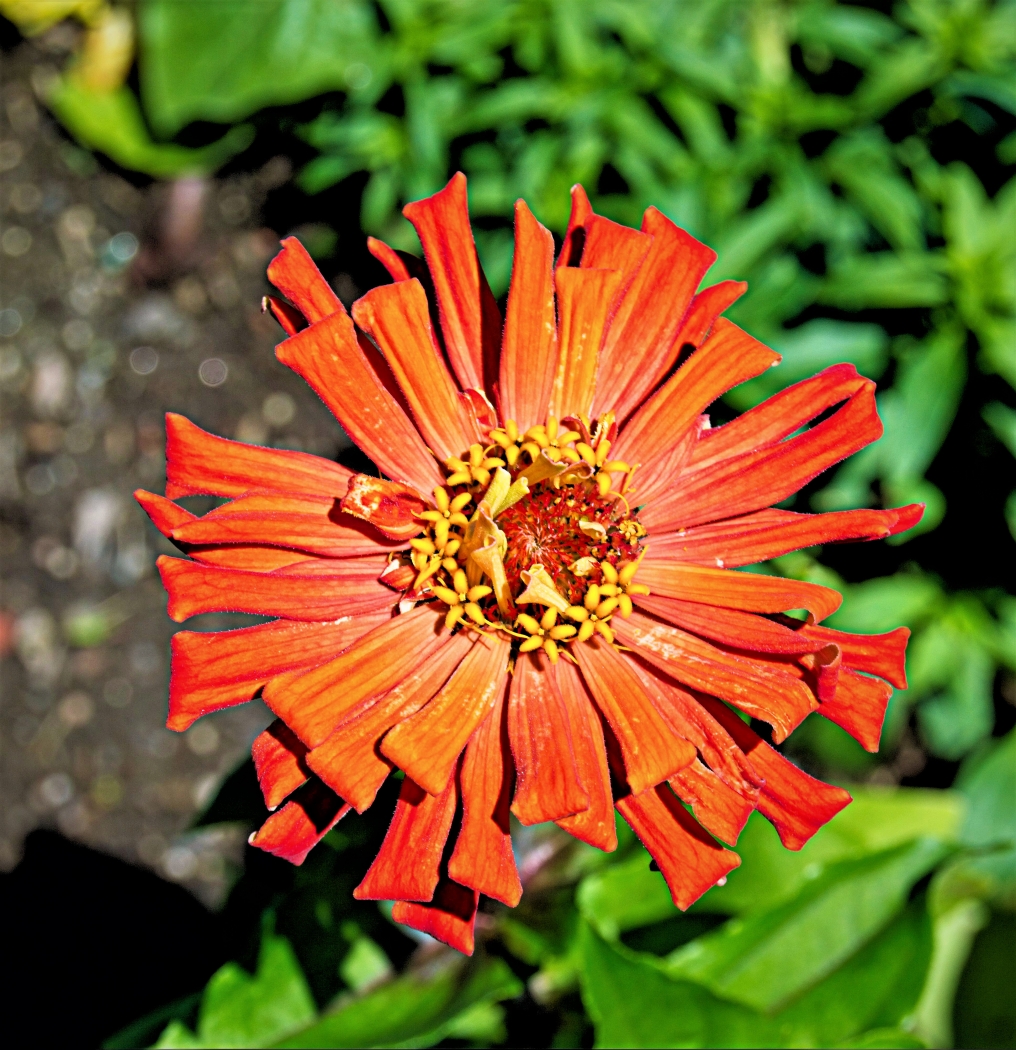 Red Flower by Charles Hall