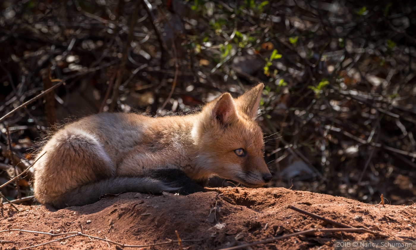 Red Fox kit by Nancy Schumann