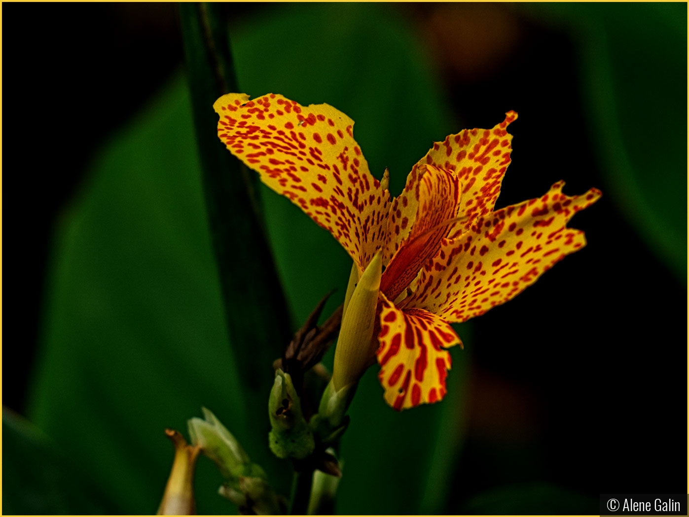 Red on Yellow by Alene Galin