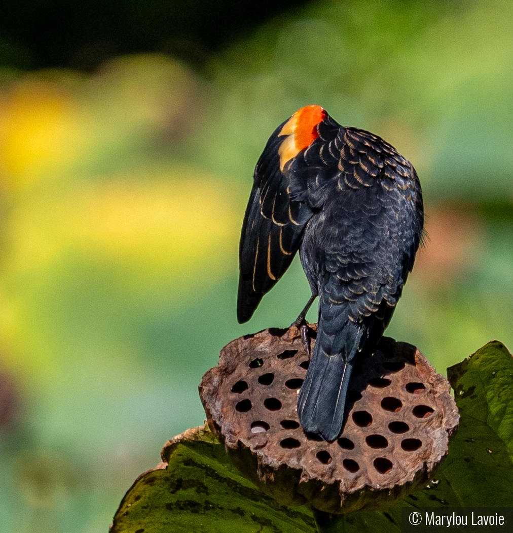 Red Shoulder On A Lotus Pod by Marylou Lavoie