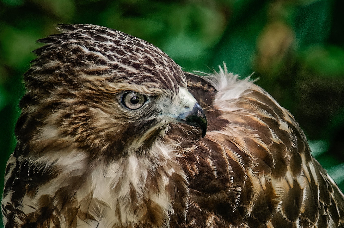 Red Shouldered Hawk by John McGarry