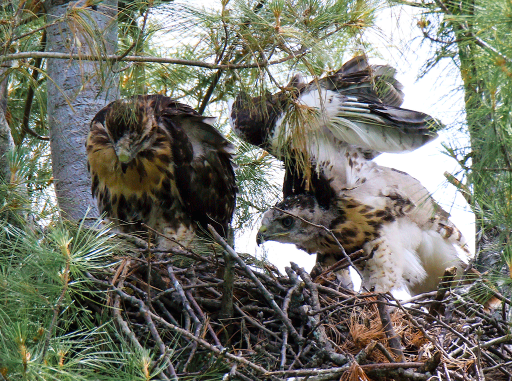 Red tail hawk siblings by Nancy Schumann