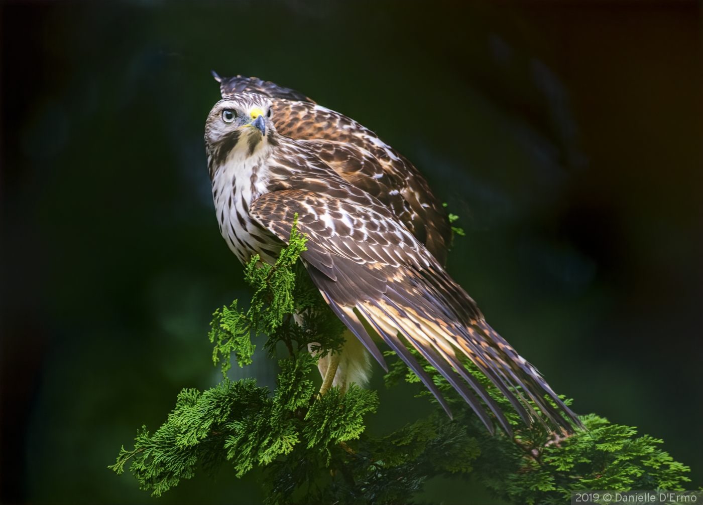 Red tail Hawk by Danielle D'Ermo