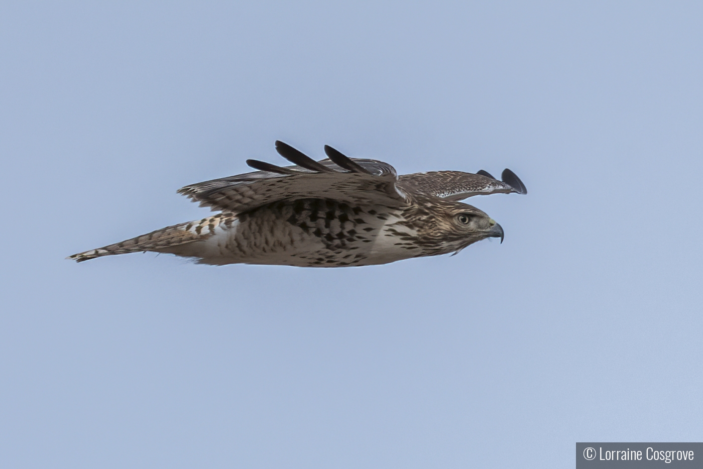 Red Tailed Hawk in Flight by Lorraine Cosgrove