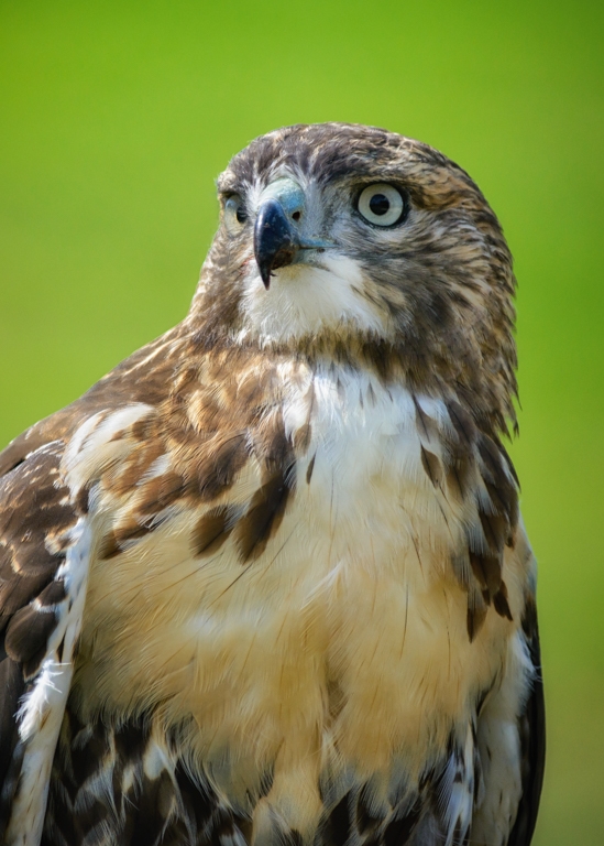 Red Tailed-Hawk on the 9th hole by Bill Payne