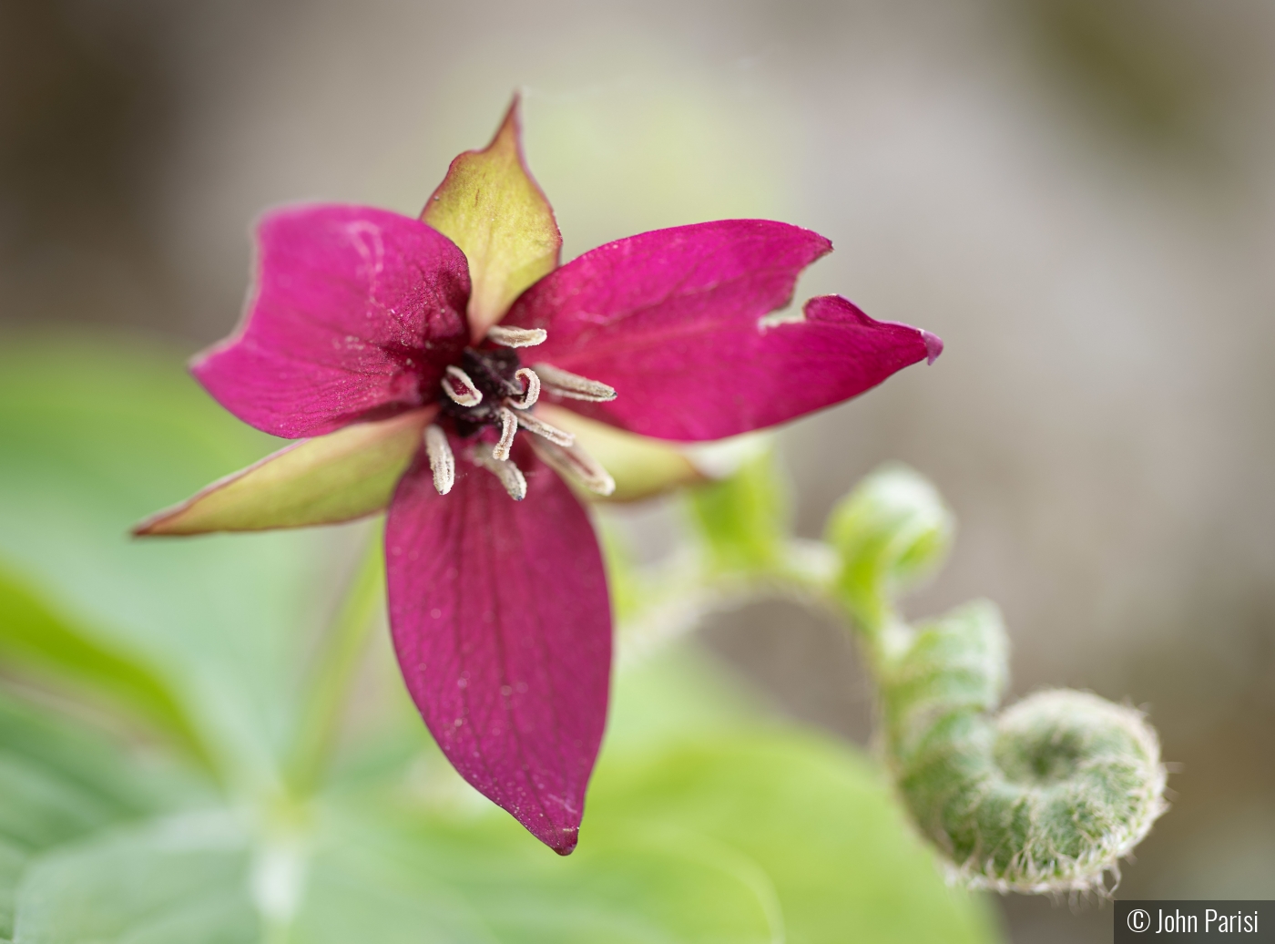 red trillium erectuc by John Parisi