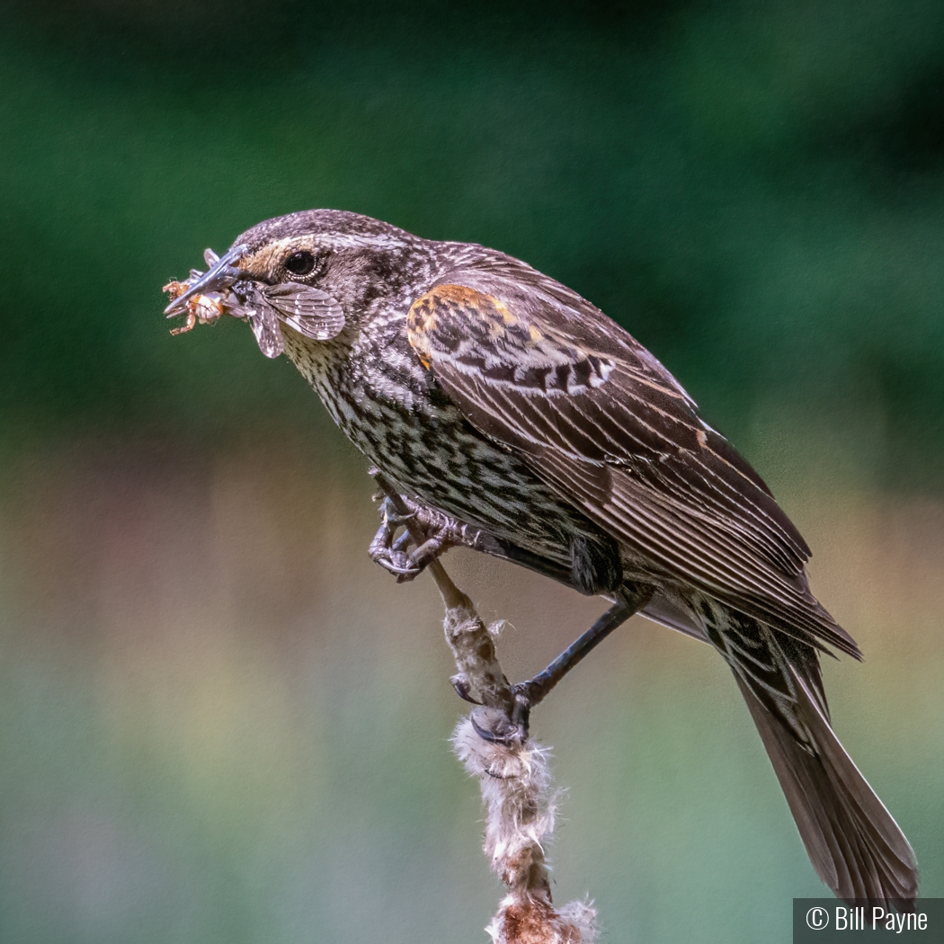 Red-Winged Blackbird dining by Bill Payne