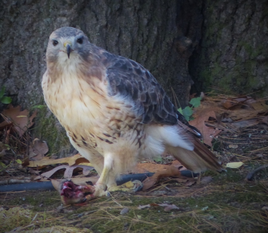 Red-tail Hawk by Gil Kleiner