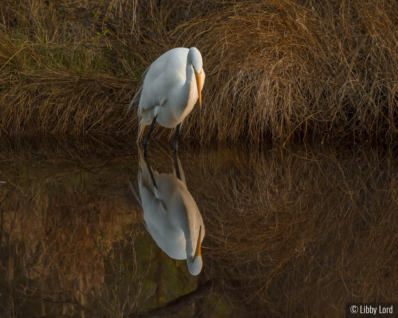 Reflecting by Libby Lord