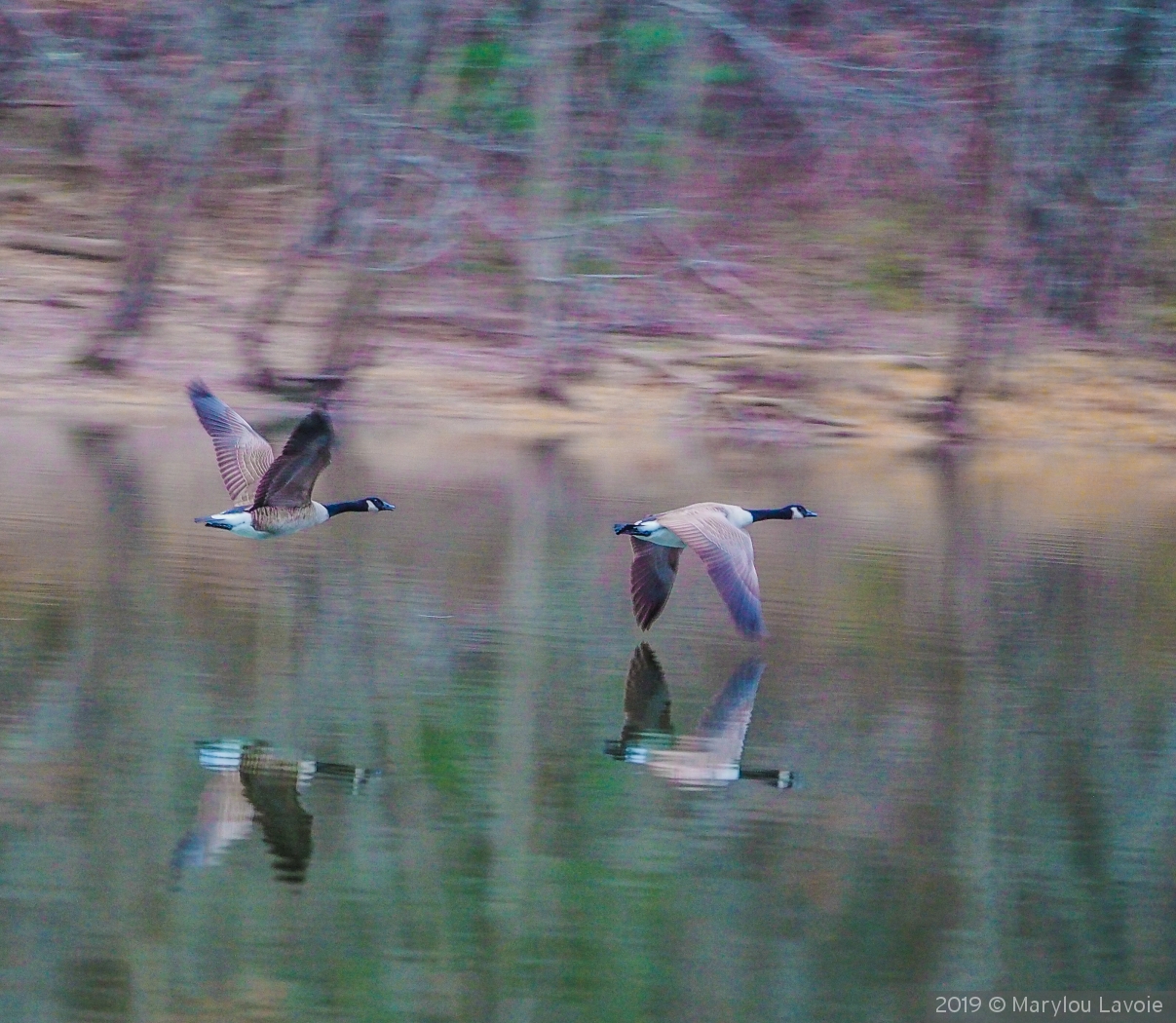 Reflective Flyers by Marylou Lavoie