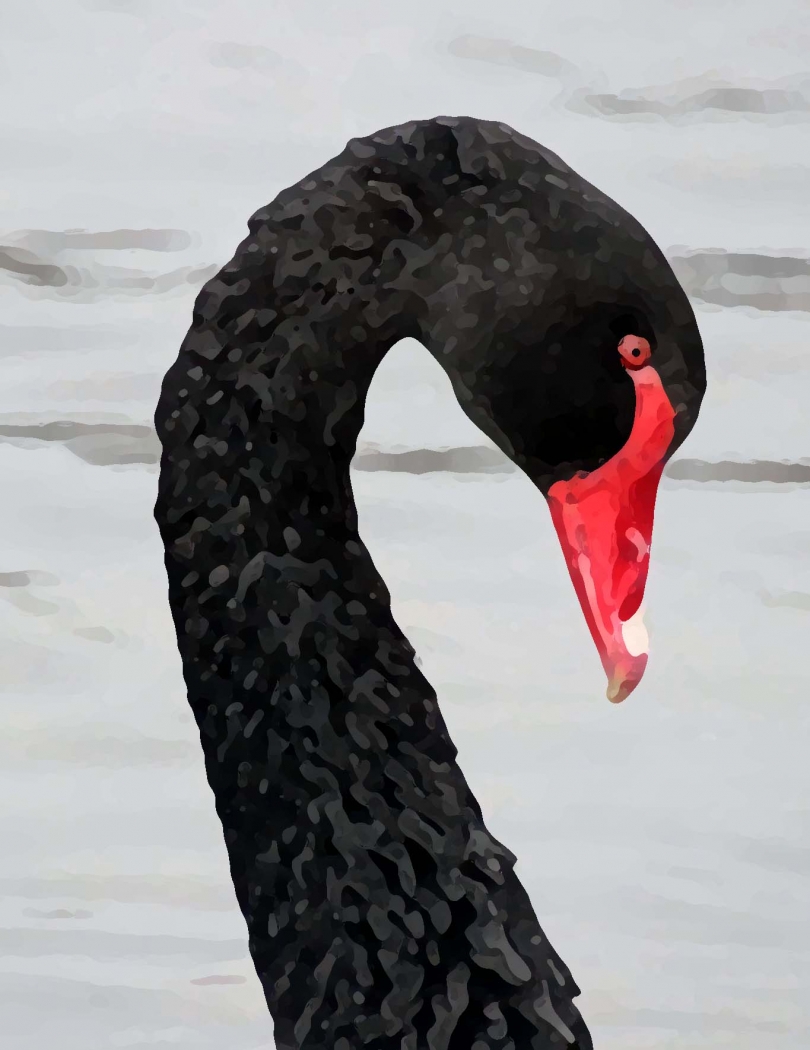 regal swan by Harold Grimes