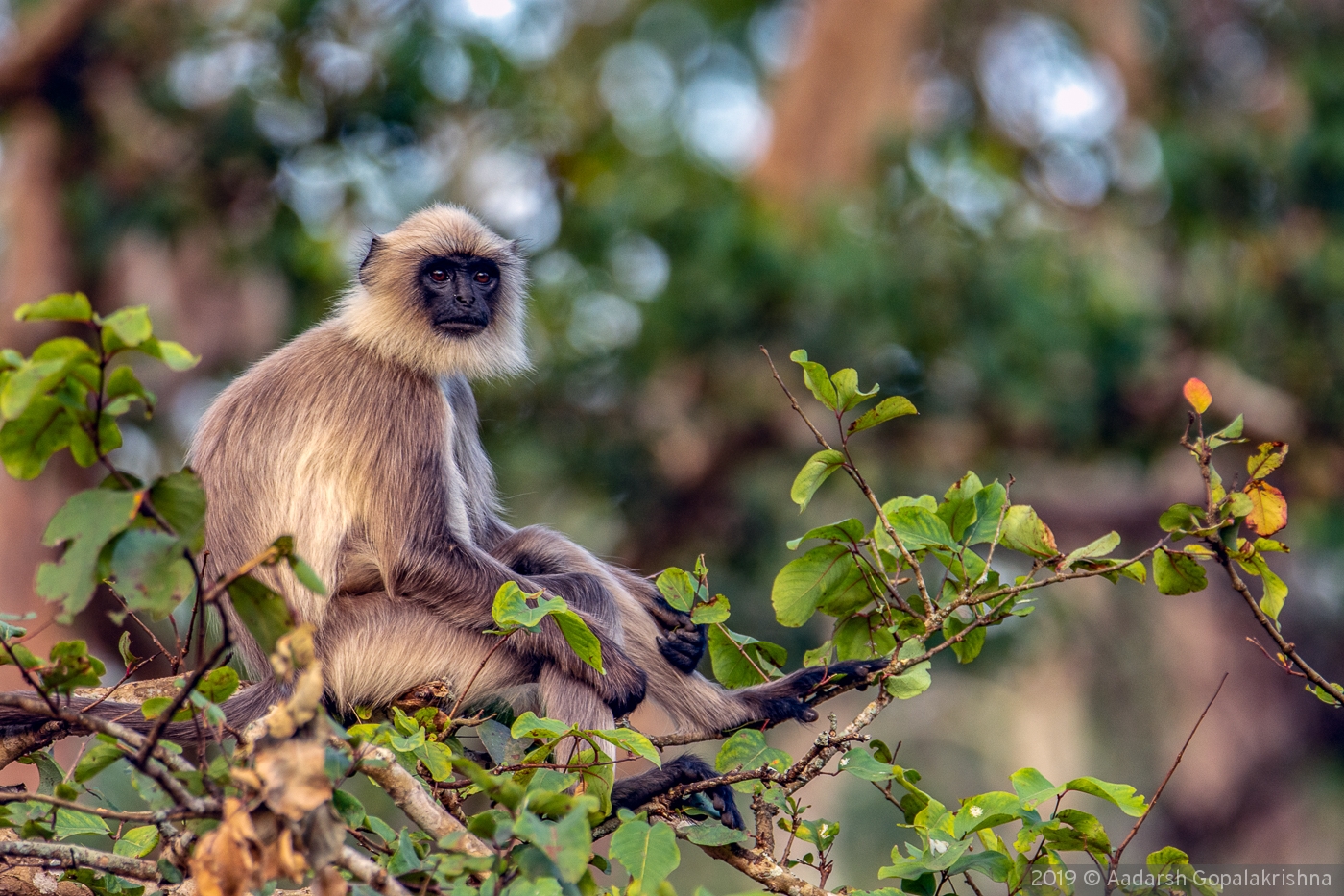 Relaxing Langoor by Aadarsh Gopalakrishna