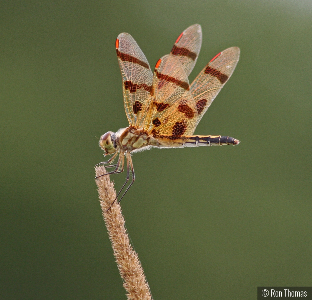 Resting Dragonfly by Ron Thomas