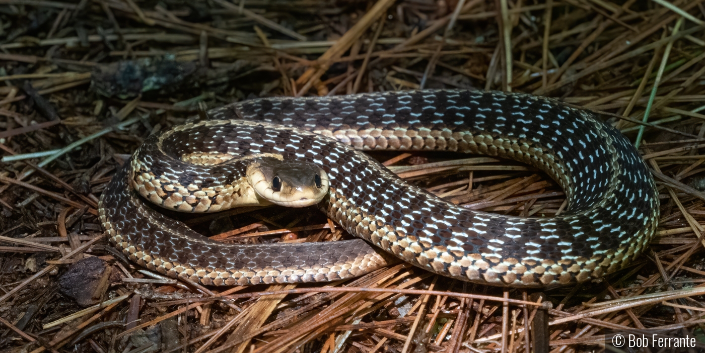 Resting in a ray of Sunlight by Bob Ferrante