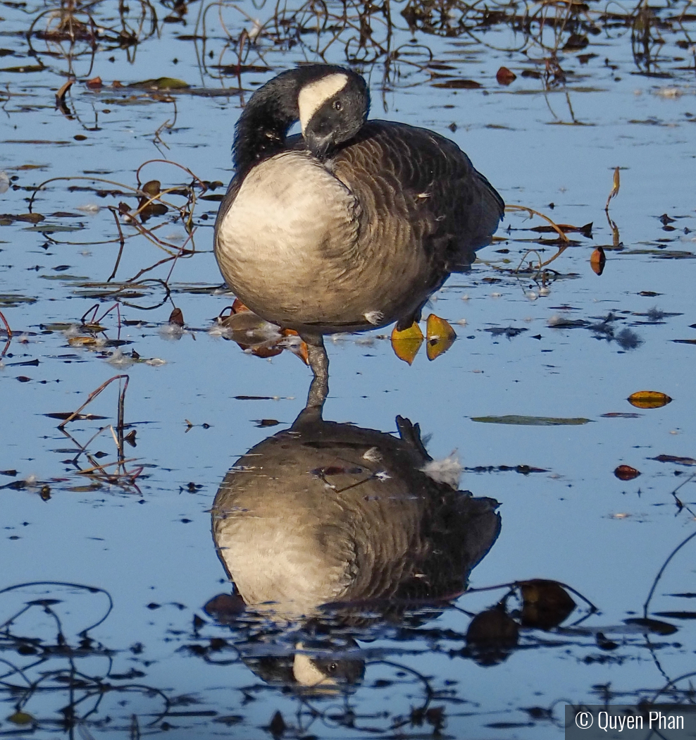 Resting Reflection by Quyen Phan