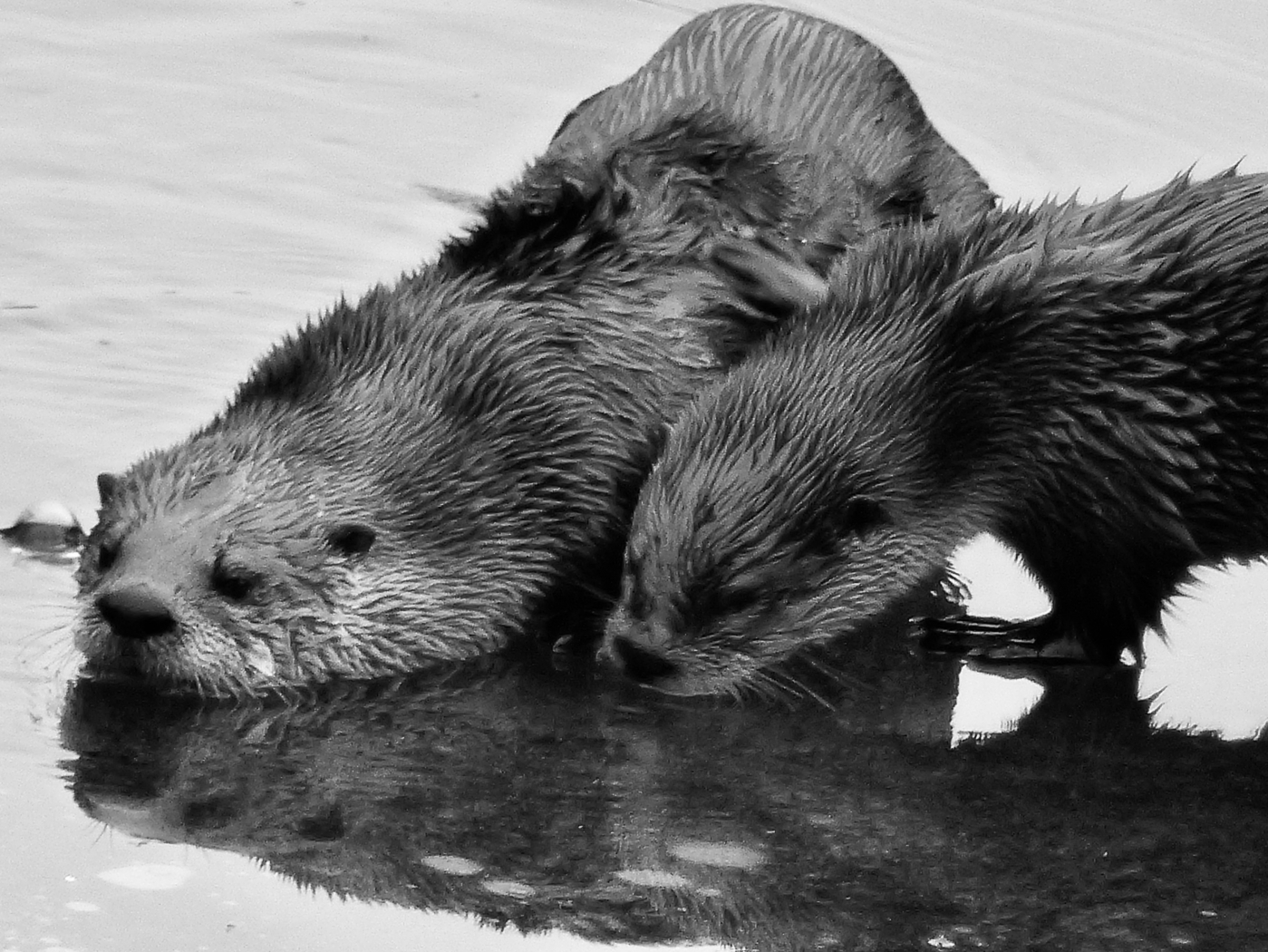 River Otters on ice by Gary Gianini