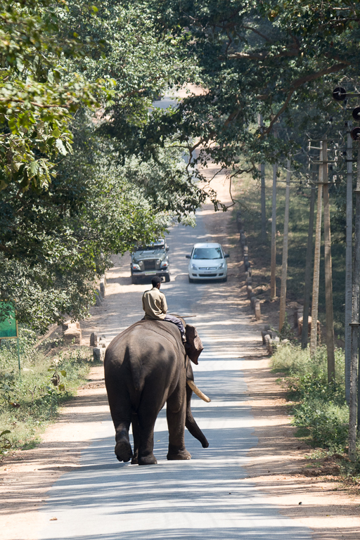 Road Block !!! Kabini, India by Aadarsh Gopalakrishna