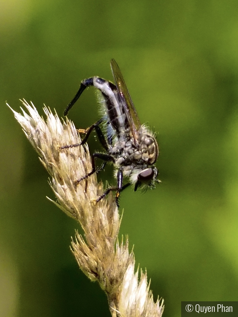 Robber fly on a dry grass stalk by Quyen Phan