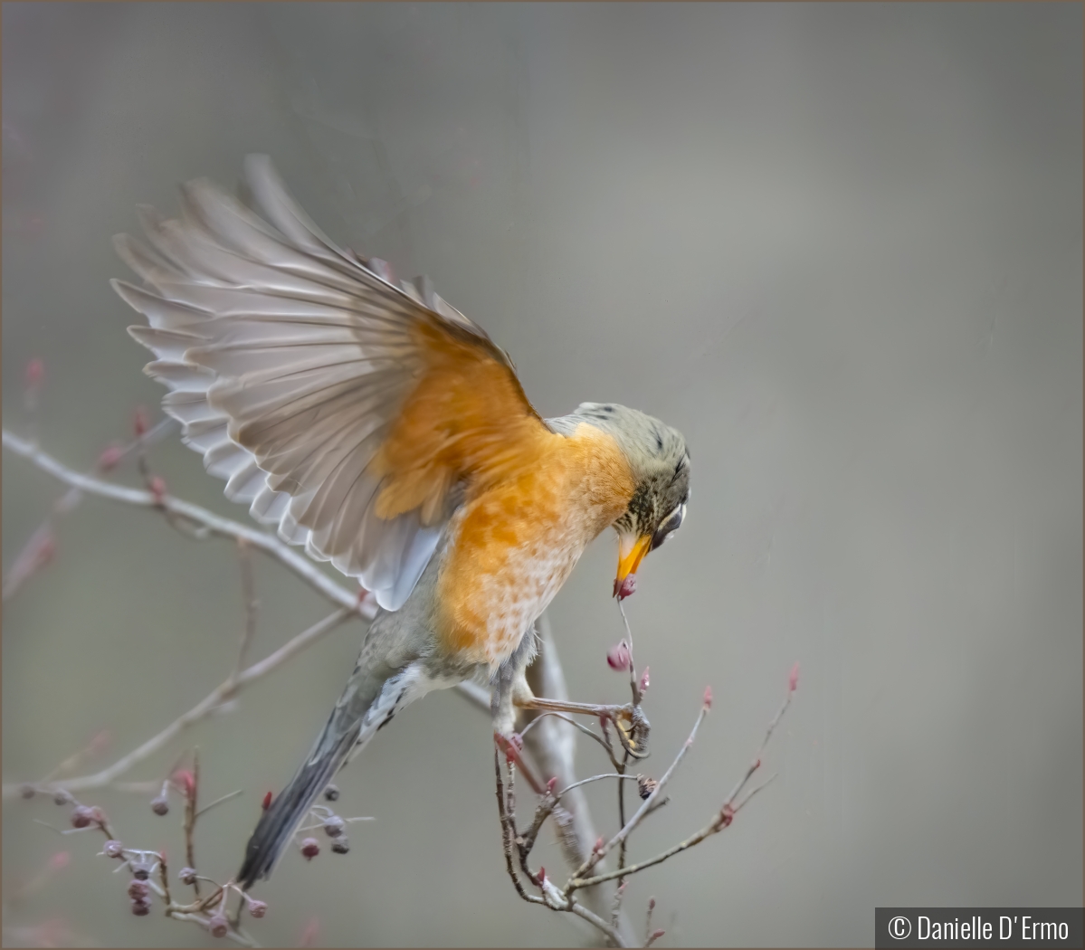 Robin Grabbing Choke Cherry Berry by Danielle D'Ermo