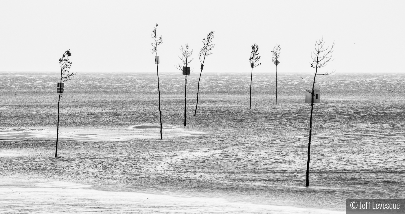 Rock Harbor Clam Trees by Jeff Levesque