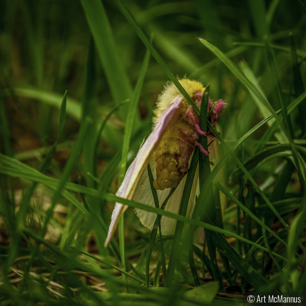 Rosy Maple Moth with Eggs by Art McMannus