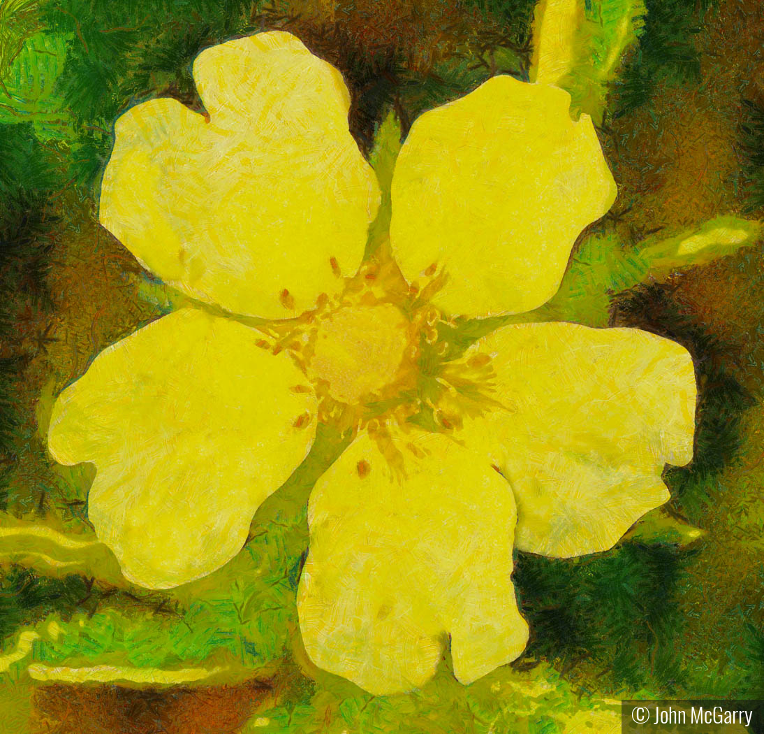 Rough Fruited Cinquefoil by John McGarry