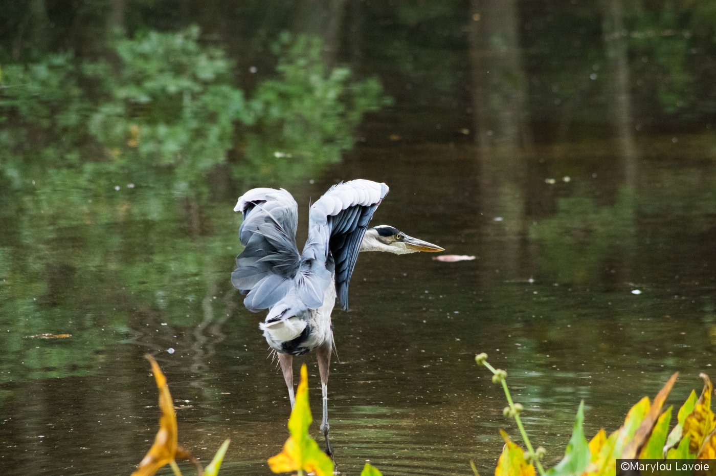 Ruffle My Feathers by Marylou Lavoie