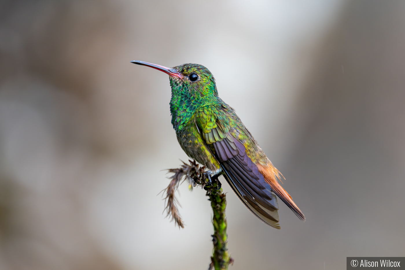 Rufous-tailed hummingbird by Alison Wilcox