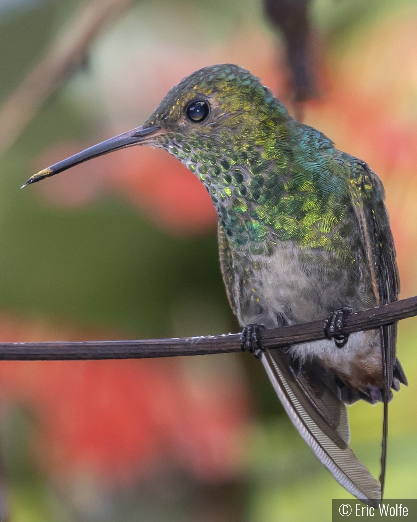 Rufous-tailed Hummingbird by Eric Wolfe