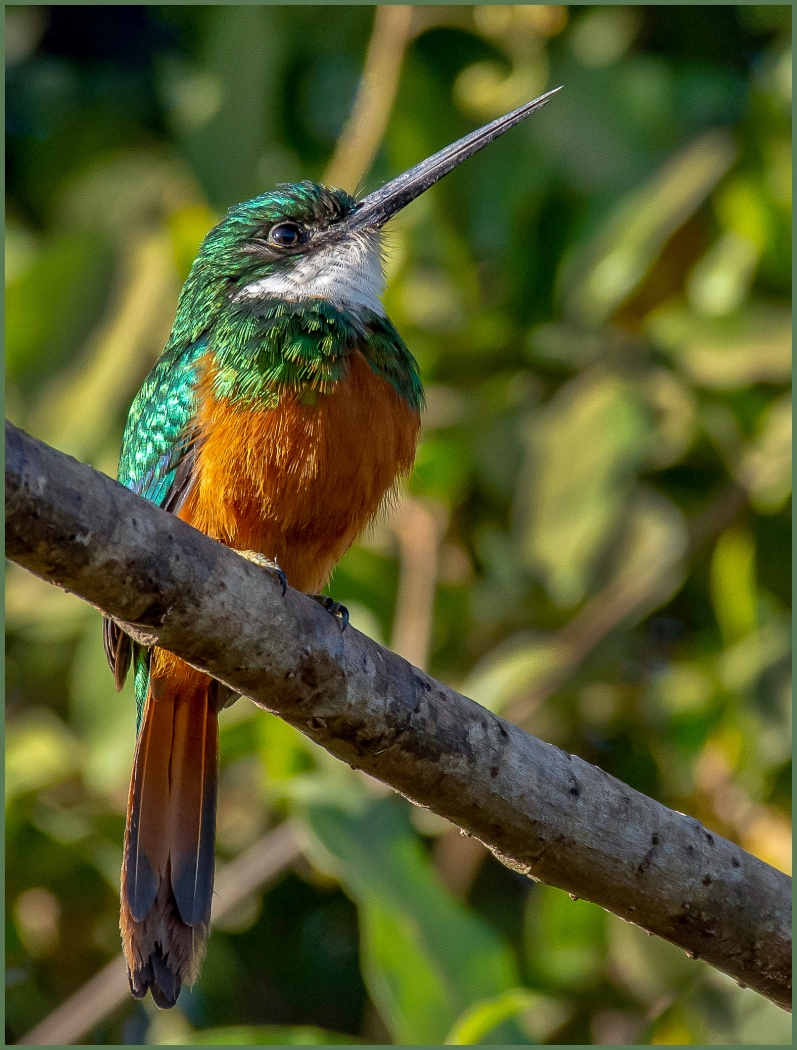 Rufous-tailed Jacamar by Susan Case