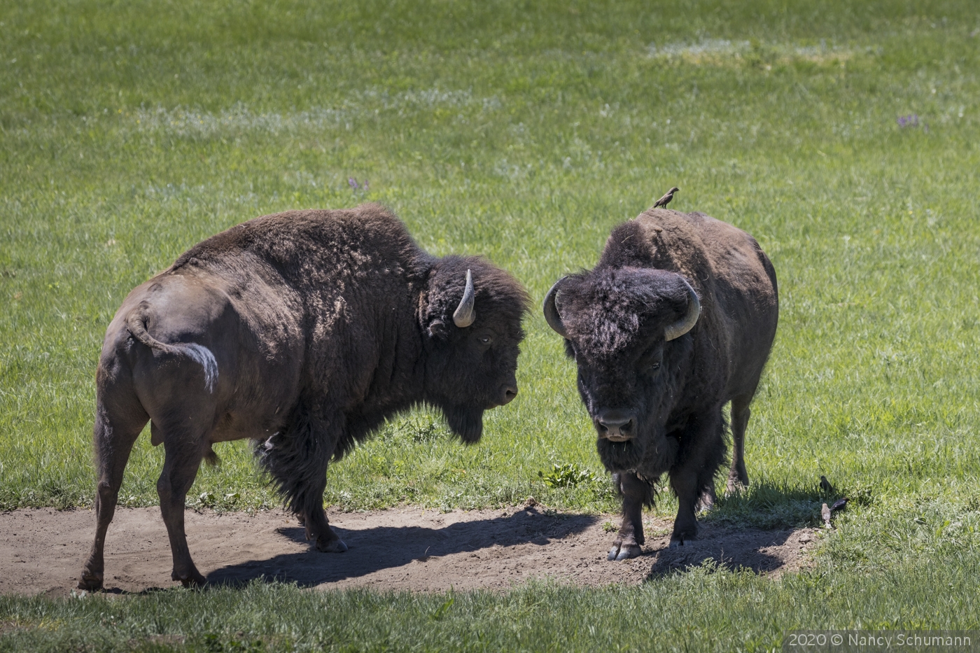 Rumble on the plains by Nancy Schumann