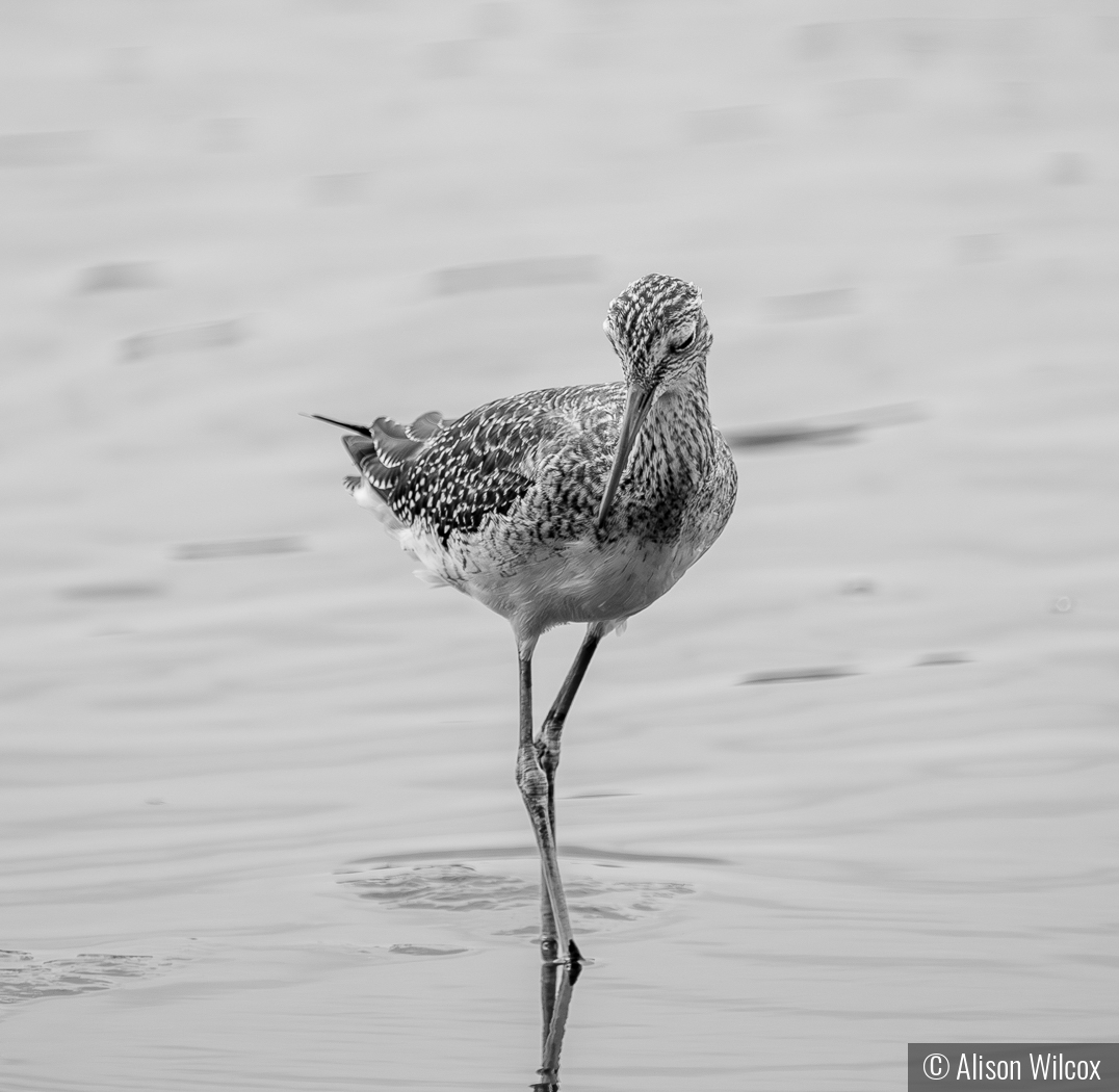 Runway Ready by Alison Wilcox